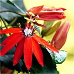 Passiflore antioquiensis / godet