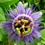 Passiflore purple haze / godet