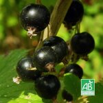 Cassissier 'andega' bio (ribes nigrum 'andega') Cassissier 'andega' bio (ribes nigrum 'andega')