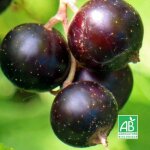 Pépinières naudet - cassis 'noir de bourgogne' bio (ribes nigrum 'noir de bourgogne') Pépinières naudet - cassis 'noir de bourgogne' bio (ribes nigrum 'noir de bourgogne')