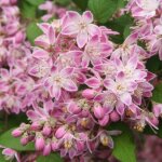 Deutzia 'perle rose' (deutzia 'perle rose')