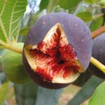 Ppinires naudet - figuier 'candy black' (ficus carica 'candy black')