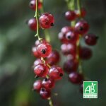 Pépinières naudet - groseillier à grappes 'rovada' bio (ribes rubrum 'rovada') Pépinières naudet - groseillier à grappes 'rovada' bio (ribes rubrum 'rovada')