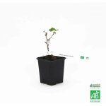 Groseillier � maquereau 'varianta' bio (ribes uva crispa 'varianta')