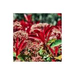 Ppinires naudet - photinia de fraser 'little red robin' (photinia x fraseri 'little red robin')