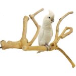 Perchoir branche java l pour grands perroquets