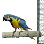 Perchoir de soin des griffes ara 35x6cm