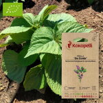 P�rilla de cor�e - graines bio � semer