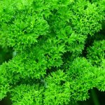 Persil fris� frisado