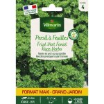 Persil fris� vert fonc� race verbo - grand mod�le vilmorin