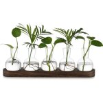 Petit vase fleur vase transparent: terrarium plante hydroponie vase en verre avec marron plateau en bois ...