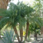 Phoenix roebelenii v26 ? palmier nain �l�gant pour jardins et terrasses