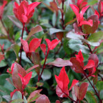 Photinia fraseri 'little red robin' - 40 - 50 cm pot