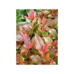 Photinia fraseri 'little red robin' godet de 8 / 9 cm