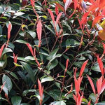 Photinia fraseri 'red robin' - 40 - 60 cm pot