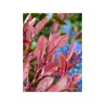 Le jardin du pic vert - photinia 'little fenna' pot de 2l / 3l