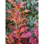 Photinia 'magical volcano' pot de 7, 5l / 10l