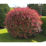 Photinia magical vulcano v24 ? arbuste persistant compact au feuillage rouge