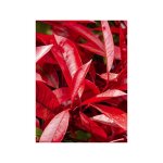 Le jardin du pic vert - photinia 'red robin blood' godet de 8 / 9 cm