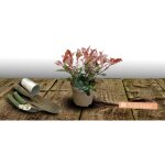 Photinia red robin / pot de 1, 5l