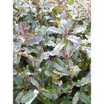 Photinia x fraseri 'camilvy' godet de 8 / 9 cm