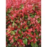 Photinia x fraseri 'carr rouge' godet de 8 / 9 cm