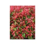 Photinia x fraseri 'carr� rouge' pot de 7, 5l / 10l