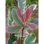 Photinia x fraseri 'pink marble' pot de 2l / 3l