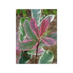 Le jardin du pic vert - photinia x fraseri 'pink marble'� pot de 7, 5l / 10l