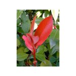 Photinia x fraseri 'red robin' pot de 2l / 3l