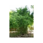 Le jardin du pic vert - phyllostachys aurea pot de 4l / 5l