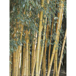 Phyllostachys 'sulphurea' pot de 2l / 3l