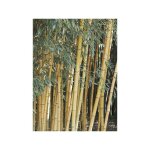Le jardin du pic vert - phyllostachys 'sulphurea' pot de 4l / 5l