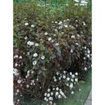 Physocarpe � feuilles d'obier 'diabolo' pot de 3l / 4l