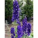 Pied d'alouette vivace 'king arthur' godet de 7 / 8 cm