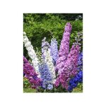Pied d'alouette vivace 'round tables' le sachet de 150 graines (0, 4g)