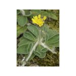 Piloselle godet de 8 / 9 cm Piloselle godet de 8 / 9 cm