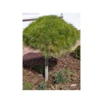 Le jardin du pic vert - pin noir d'autriche 'marie brégéon' pot de 7, 5l / 10l, demi - tige / tige de ... Le jardin du pic vert - pin noir d'autriche 'marie brégéon' pot de 7, 5l / 10l, demi - tige / tige de ...