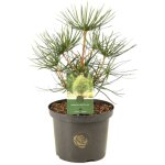 Pin parasol du japon - sciadopitys verticillata 40 / 50cm pot 5l