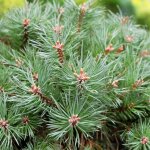 Pin sylvestre martham - pinus sylvestris martham 20 / 25cm pot 8l