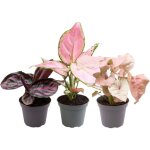 Pink is the new green p6, 5 en pot. plante verte type pink is the new green p6, 5, livr�e en pot, id�ale ...