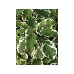 Le jardin du pic vert - pittosporum � petites feuilles 'variegatum' pot de 7, 5l / 10l