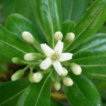Pittosporum tobira 'nanum' - 40 - 50 cm pot