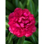 Pivoine de chine 'big ben' souche 3 / 5 yeux
