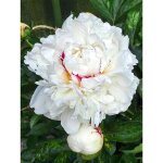 Pivoine de chine 'boule de neige' pot de 3l / 4l