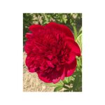 Pivoine de chine 'diana parks' pot de 3l / 4l