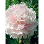 Pivoine de chine 'shirley temple' souche 3 / 5 yeux