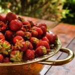 Plant de fraisier mara des bois / barquette de 6 godets