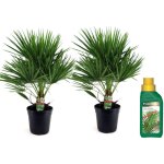 Plant in a box - palmier nain - set de 2 - chamaerops humilis - hauteur 70 - 80cm - ?21cm Plant in a box - palmier nain - set de 2 - chamaerops humilis - hauteur 70 - 80cm - ?21cm