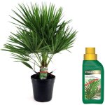 Plant in a box - palmier nain - chamaerops humilis - hauteur 70 - 80cm - ?21cm Plant in a box - palmier nain - chamaerops humilis - hauteur 70 - 80cm - ?21cm